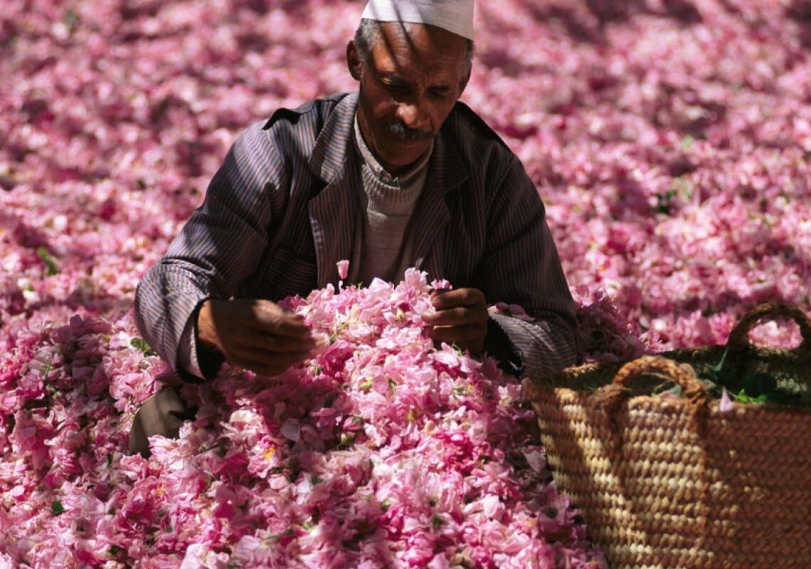 rose oil morocco