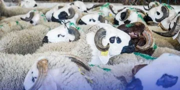 morocco eid al adha meat