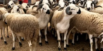 Morocco Introduces Stricter Rules for Sheep Sales Ahead of Eid Al-Adha