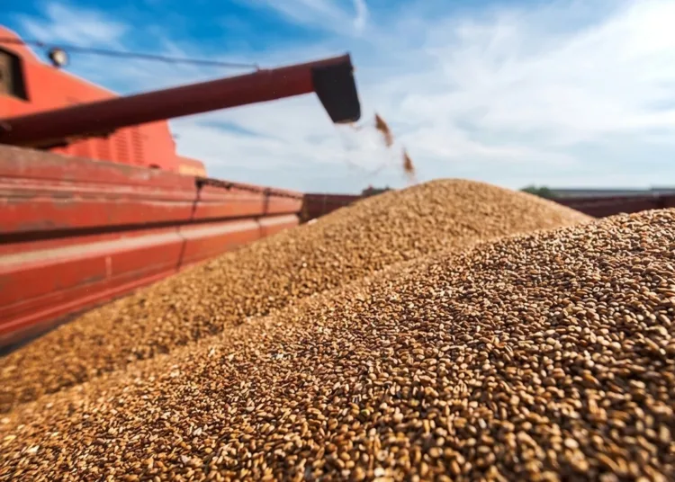 Morocco Suspends Soft Wheat Imports as Harvest Outlook Improves