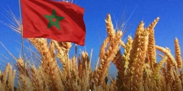 morocco soft wheat import