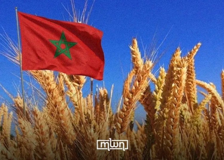 morocco wheat reserve