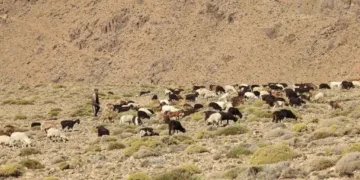 morocco endangered ecosystems