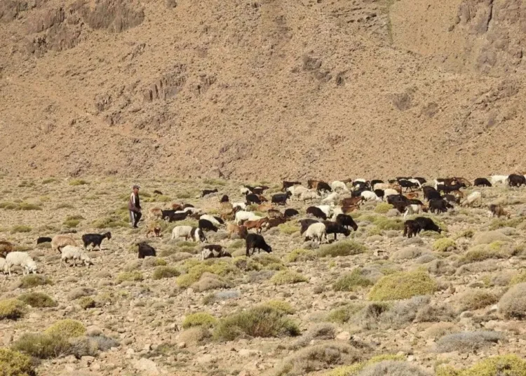 morocco endangered ecosystems