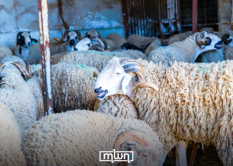 banking morocco eid al adha holiday