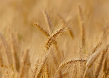 Morocco Targets 90 Million Quintals in 2026 Cereal Campaign