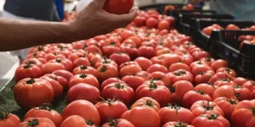 Growing Tomato Exports Extend Morocco’s Lead Over Spain