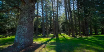 Azrou cedar forest