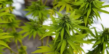 ANRAC Director- Over 140 Therapeutic Cannabis Products Produced in Morocco