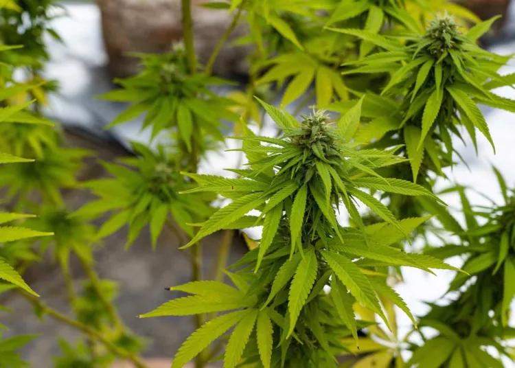 ANRAC Director- Over 140 Therapeutic Cannabis Products Produced in Morocco