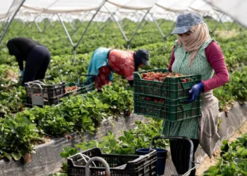 Moroccan seasonal agricultural workers in Huelva continue to endure brutal, life-threatening conditions that rights groups say have long been ignored.