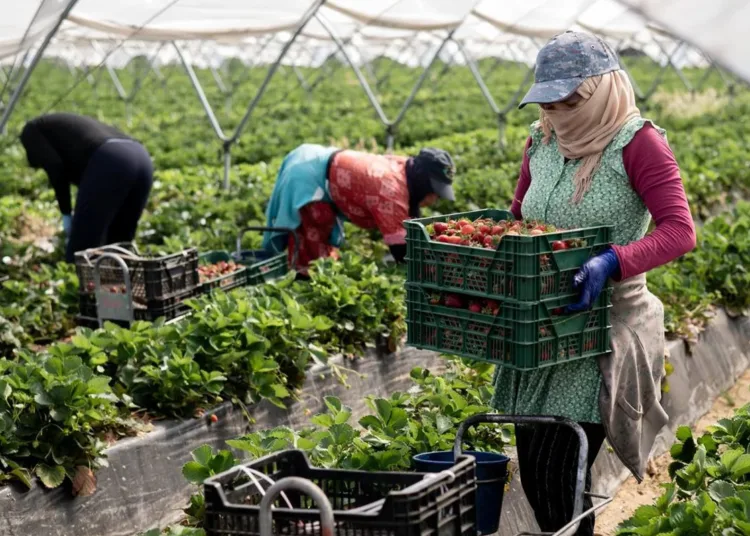 Moroccan seasonal agricultural workers in Huelva continue to endure brutal, life-threatening conditions that rights groups say have long been ignored.