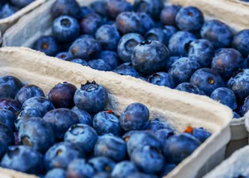 Elite Agro Opens Blueberry Farm in Kenitra, 7th in Company’s Morocco Portfolio