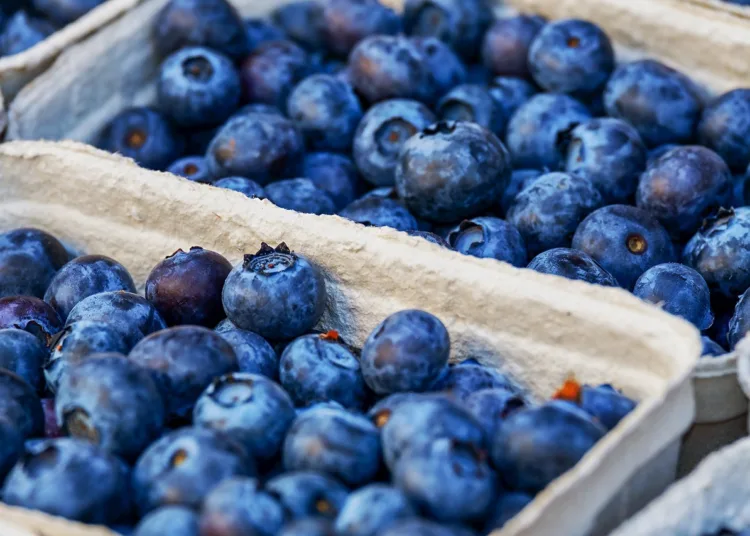 Elite Agro Opens Blueberry Farm in Kenitra, 7th in Company’s Morocco Portfolio
