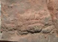 Trace fossils are not body remains of ancient organisms. They are marks left behind by animal activity, such as crawling trails, resting impressions, and burrows.