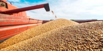 Morocco Temporarily Restores Soft Wheat Import Duty to Protect Local Harvest