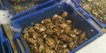 Morocco Suspends Shellfish Harvesting in Sidi Daoud and Cap Beddouza Over Marine Toxins