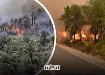 Another Summer, Another Fire for Errachidia’s Palm Oases 1