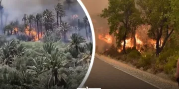 Another Summer, Another Fire for Errachidia’s Palm Oases 1