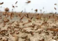 Desert locusts are among the world’s most destructive migratory pests.
