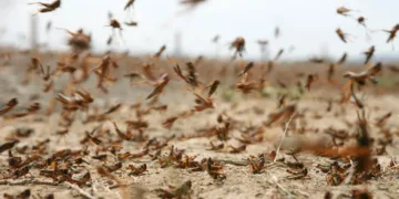 Desert locusts are among the world’s most destructive migratory pests.