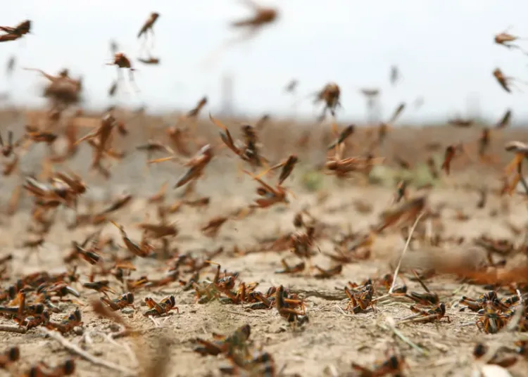 Desert locusts are among the world’s most destructive migratory pests.