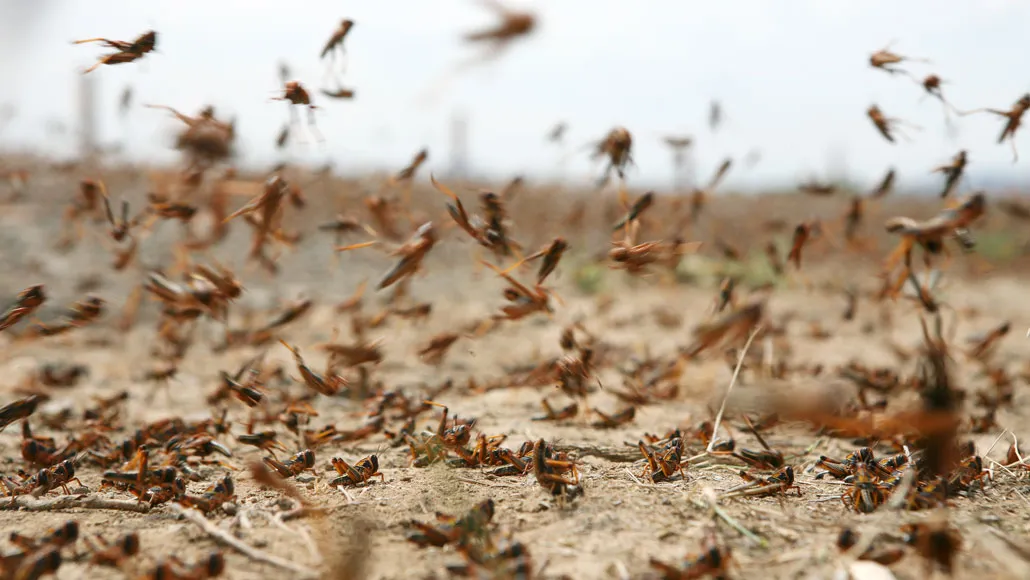 Desert locusts are among the world’s most destructive migratory pests.