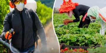 Farming in Rural Morocco; A Case for Connecting Agriculture and Health