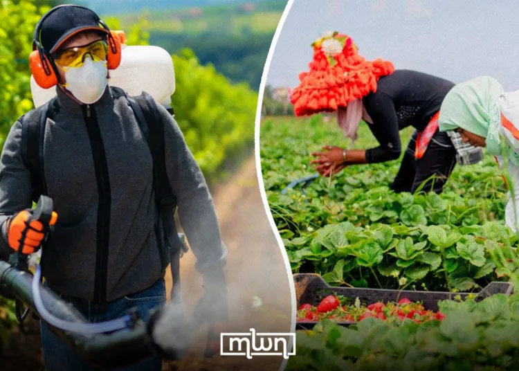 Farming in Rural Morocco; A Case for Connecting Agriculture and Health