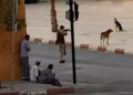Moroccans Call for Investigation into Killing of Stray Dogs in Tinghir