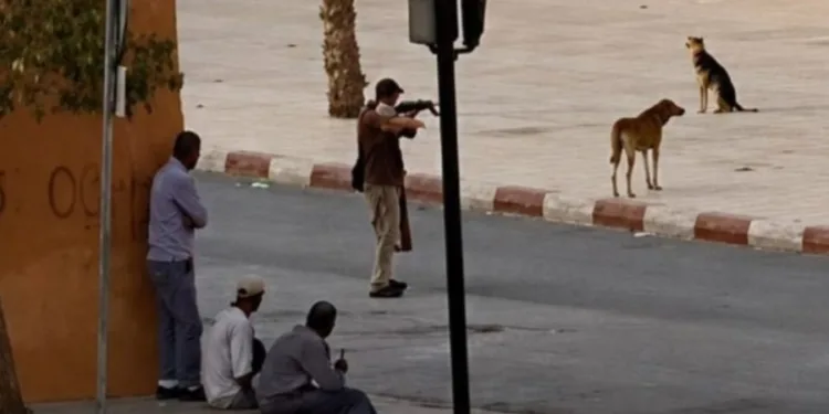 Moroccans Call for Investigation into Killing of Stray Dogs in Tinghir