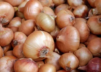 Morocco’s Onion Imports Reach Record Levels Amid Supply Pressures