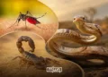 Every summer in Morocco, the same pattern repeats. Temperatures climb, humidity builds, and homes across the country face an unwelcome seasonal surge of scorpions, snakes, mosquitoes, and other pests that pose direct threats to public health.