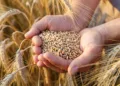 Morocco is rolling out three new drought-hardy durum wheat varieties built to endure drought, heat, and unstable growing seasons.
