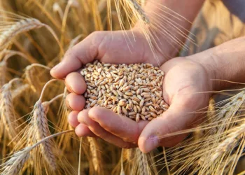 Morocco is rolling out three new drought-hardy durum wheat varieties built to endure drought, heat, and unstable growing seasons.