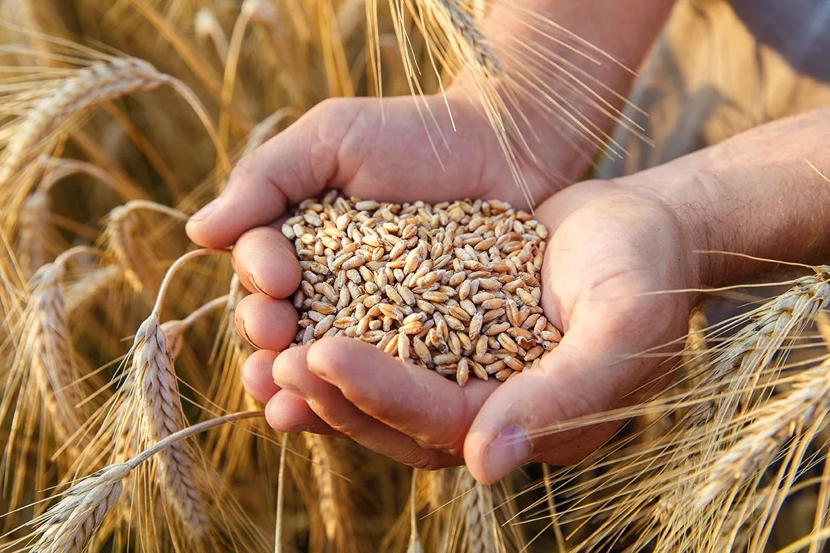 Three New Moroccan Durum Wheat Varieties Take On Drought and Extreme Heat