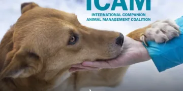 Morocco’s Stray Dog Dilemma: Between International Standards and Local Realities