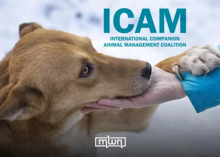 Morocco’s Stray Dog Dilemma: Between International Standards and Local Realities