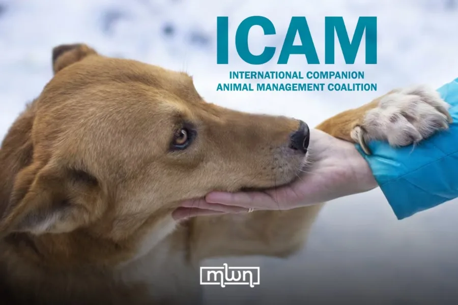 Morocco’s Stray Dog Dilemma: Between International Standards and Local Realities