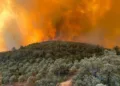 Morocco’s Water Agency Announces 31% Drop in Burned Forest Areas in 2026