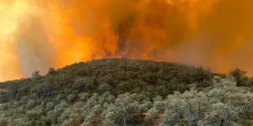Morocco’s Water Agency Announces 31% Drop in Burned Forest Areas in 2026