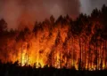Morocco Records 310 Forest Fires While Burned Area Drops 30% in 2026