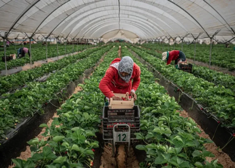 Sekkouri noted that the number of Moroccan women participating in the program has increased sharply over the past decade, rising from around 2000-3000 to approximately 15000 annually. 