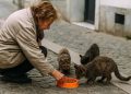 Law No. 19.25 on stray animals in Morocco