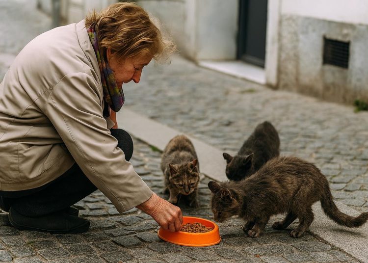 Law No. 19.25 on stray animals in Morocco