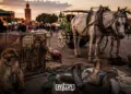 The petition, published on the French platform MyPetition.org and addressed to Marrakech’s municipal council and local authorities, had collected 17,360 signatures at the time of publication.