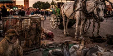 The petition, published on the French platform MyPetition.org and addressed to Marrakech’s municipal council and local authorities, had collected 17,360 signatures at the time of publication.