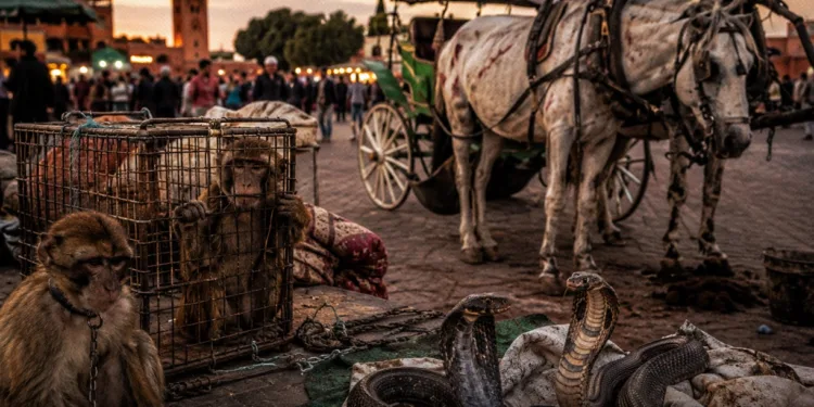 The petition, published on the French platform MyPetition.org and addressed to Marrakech’s municipal council and local authorities, had collected 17,360 signatures at the time of publication.
