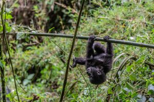 A baby mountain gorilla in the volcanoes National Park in Rwanda.