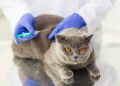 Morocco is running a free anti-rabies vaccination campaign for owned dogs and cats in urban areas from September 1 to 30.